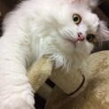 マンチカンの男の子、「くり」です！