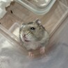 《里親募集》ハムスターオス3匹 サムネイル4
