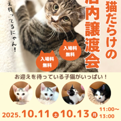 子猫いっぱい店内ふれあい譲渡会