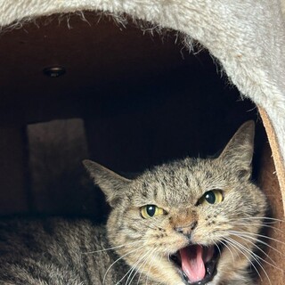 シャーしてごめんにゃ！かわいいやまぶきちゃん