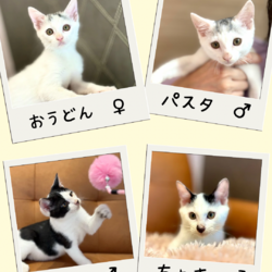 子猫いっぱい店内ふれあい譲渡会 サムネイル2