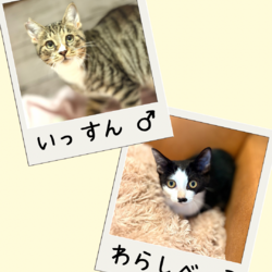 子猫いっぱい店内ふれあい譲渡会 サムネイル3