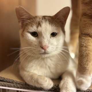 ねこおじさんのしゅうちゃん