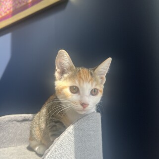 もっちり丸い子猫の‪‪‬わかちゃ❤︎.3ヶ月