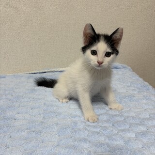 里親決定！ふーちゃん／おもちゃでよく遊びます！