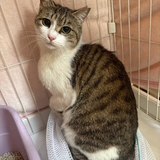 人慣れバッチリ！とってもきれいなあやめちゃん