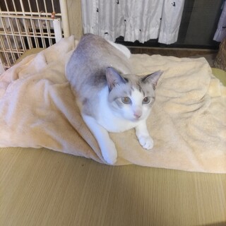 とってもキレイなシャムミックスのリリちゃん