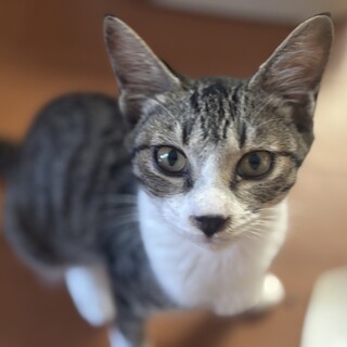 甘えん坊で人が大好き！あさくん