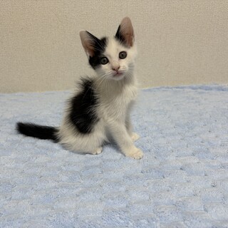 里親決定！ダイちゃん／人慣れ抜群です！