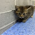 保護した5兄妹