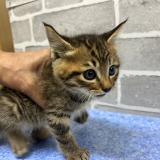 おっとりした男の子