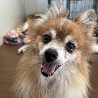 白と茶色のぶち柄ポメラニアンの女の子