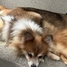 白と茶色のぶち柄ポメラニアンの女の子 サムネイル2
