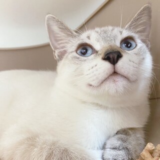 TNR中に保護したおもちくん！