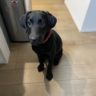 4ヶ月 ラブラドールレトリバー ブラック 女の子