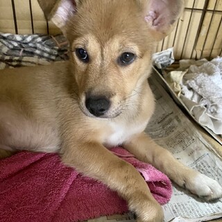元気一杯愛らしい甘えん坊の子犬メス