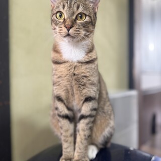 キジ白くつした柄　リーシュちゃん　女の子　推定1歳