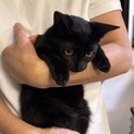 6ヶ月の黒猫兄妹