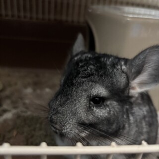 11ヶ月のチンチラグレー