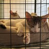 遊んで寝るのが仕事。ええ仕事やな！
