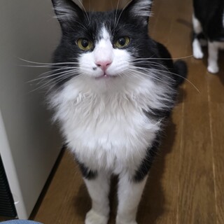 長毛BIG！大型猫好きに♡トムくん♡