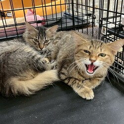 保護猫の譲渡会を開催します！