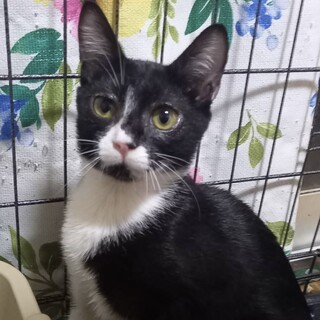 里親決定★人懐っこいトロリン去勢済