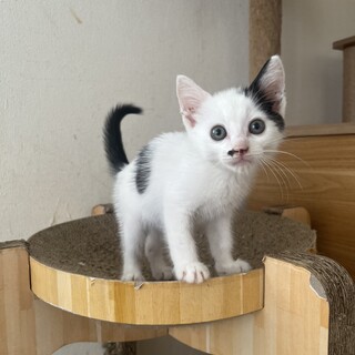 鼻のボチが可愛い✴︎　ミゲルくん　3ヶ月