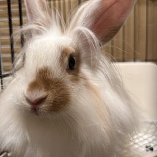 ライオンラビット譲渡募集！