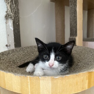 やんちゃなハチワレ✴︎　ヘクターくん　3ヶ月