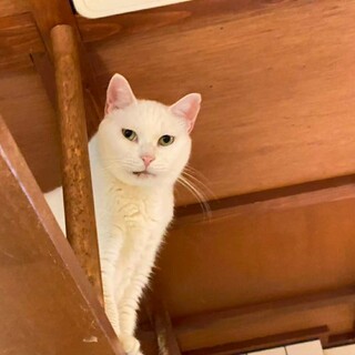 人はまだ怖いけどマイペースで頑張ってる水無月♪