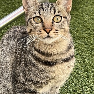 元気いっぱいの男の子　6ヶ月くらい