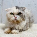 愛嬌あるお顔ののんびり屋さん☆