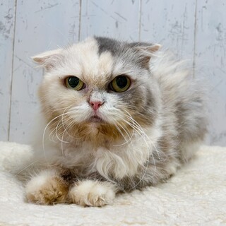 愛嬌あるお顔ののんびり屋さん☆