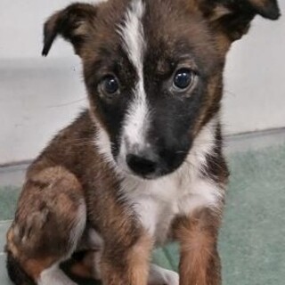 優先期間内にお迎えお願いします。10/15迄