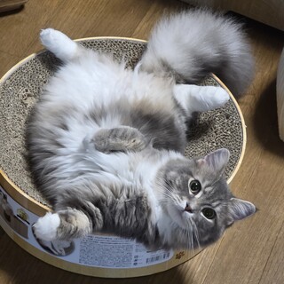 ふんわりモフモフ♡あずきちゃん♡