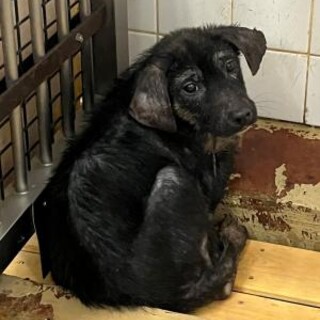 まだ幼い子犬　収容期限10月15日朝まで