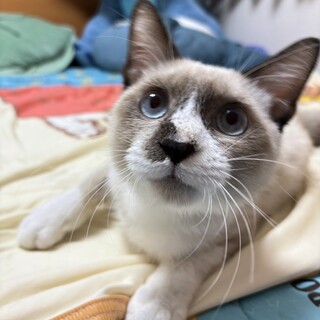 究極の犬系ニャンコ♡ハクくん♡