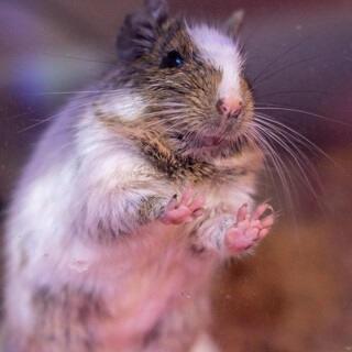 キュートなデグー ♂ ８ヶ月