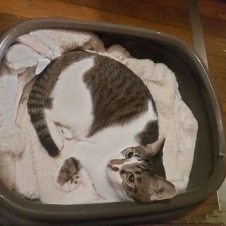 泣き顔のような愛らしい白キジのぎんちゃん