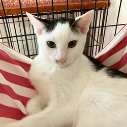 保護ねこ譲渡会 サムネイル2