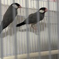 仲良し文鳥です