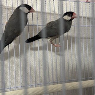 仲良し文鳥です