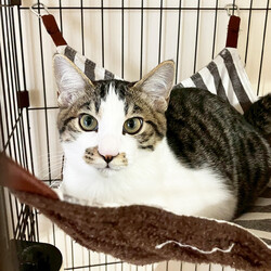 保護ねこ譲渡会 サムネイル3