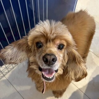 とっても甘えん坊でマイペースなアメコカの男の子