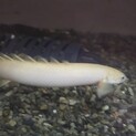 ポリプテルス・セネガルス アルビノ