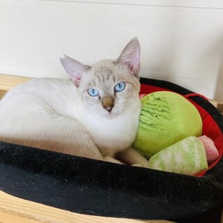 ちょっぴりシャイで遠慮がちな男の子ポール君