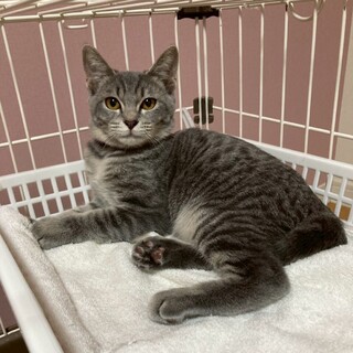 人馴れ訓練中！まだ人間が怖く逃げます★タオくん