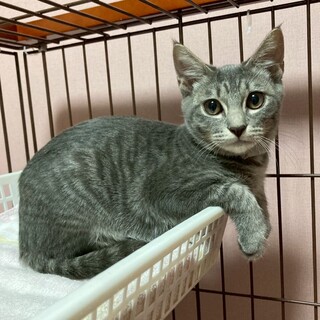 人馴れ訓練中！怖がりでシャーも言います★グリくん