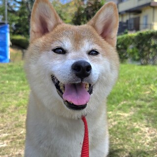 募集一時停止停止中　推定10歳～♀ラムネ